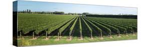 Vineyard along Korokipo Road, Hastings District, Hawke's Bay Region, North Island, New Zealand-null-Stretched Canvas