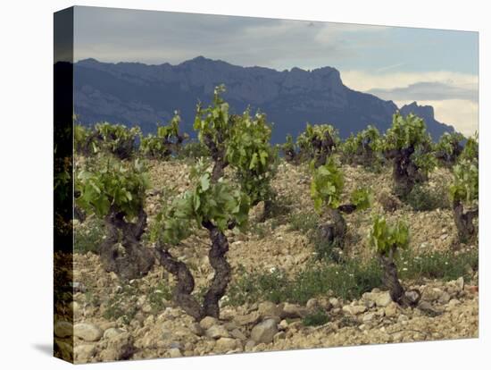 Vineyard along the San Vicente to Banos de Ebro Road, La Rioja, Spain-Janis Miglavs-Stretched Canvas