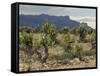 Vineyard along the San Vicente to Banos de Ebro Road, La Rioja, Spain-Janis Miglavs-Framed Stretched Canvas