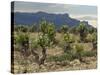 Vineyard along the San Vicente to Banos de Ebro Road, La Rioja, Spain-Janis Miglavs-Stretched Canvas