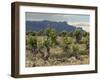 Vineyard along the San Vicente to Banos de Ebro Road, La Rioja, Spain-Janis Miglavs-Framed Photographic Print