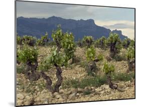 Vineyard along the San Vicente to Banos de Ebro Road, La Rioja, Spain-Janis Miglavs-Mounted Photographic Print