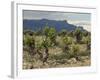 Vineyard along the San Vicente to Banos de Ebro Road, La Rioja, Spain-Janis Miglavs-Framed Photographic Print