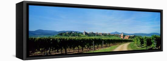 Vineyard, Alsace, France-null-Framed Stretched Canvas