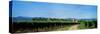 Vineyard, Alsace, France-null-Stretched Canvas