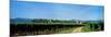 Vineyard, Alsace, France-null-Mounted Photographic Print