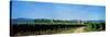 Vineyard, Alsace, France-null-Stretched Canvas