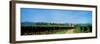 Vineyard, Alsace, France-null-Framed Photographic Print