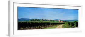 Vineyard, Alsace, France-null-Framed Photographic Print