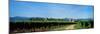 Vineyard, Alsace, France-null-Mounted Photographic Print