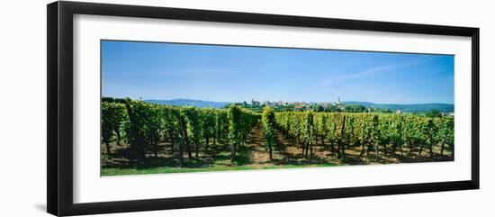 Vineyard, Alsace, France-null-Framed Photographic Print