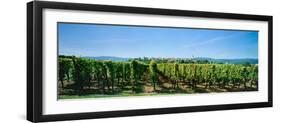 Vineyard, Alsace, France-null-Framed Photographic Print