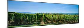 Vineyard, Alsace, France-null-Mounted Photographic Print