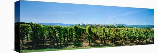 Vineyard, Alsace, France-null-Stretched Canvas