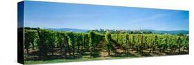 Vineyard, Alsace, France-null-Stretched Canvas