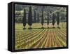 Vineyard and Cypress Trees, San Antimo, Tuscany, Italy, Europe-Lee Frost-Framed Stretched Canvas