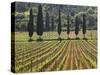 Vineyard and Cypress Trees, San Antimo, Tuscany, Italy, Europe-Lee Frost-Stretched Canvas