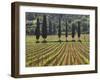Vineyard and Cypress Trees, San Antimo, Tuscany, Italy, Europe-Lee Frost-Framed Photographic Print