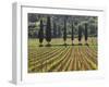 Vineyard and Cypress Trees, San Antimo, Tuscany, Italy, Europe-Lee Frost-Framed Photographic Print