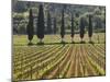 Vineyard and Cypress Trees, San Antimo, Tuscany, Italy, Europe-Lee Frost-Mounted Photographic Print