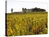 Vineyard and Medieval Chateau, Choteau d'Yquem, Sauternes, Bordeaux, Gironde, France-Per Karlsson-Stretched Canvas