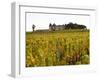 Vineyard and Medieval Chateau, Choteau d'Yquem, Sauternes, Bordeaux, Gironde, France-Per Karlsson-Framed Premium Photographic Print