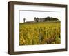 Vineyard and Medieval Chateau, Choteau d'Yquem, Sauternes, Bordeaux, Gironde, France-Per Karlsson-Framed Photographic Print