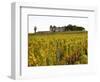 Vineyard and Medieval Chateau, Choteau d'Yquem, Sauternes, Bordeaux, Gironde, France-Per Karlsson-Framed Photographic Print