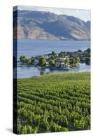 Vineyard and Okanagan Lake at Quails' Gate Winery, Kelowna, Bc, Canada-Michael DeFreitas-Stretched Canvas