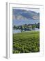 Vineyard and Okanagan Lake at Quails' Gate Winery, Kelowna, Bc, Canada-Michael DeFreitas-Framed Photographic Print