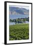 Vineyard and Okanagan Lake at Quails' Gate Winery, Kelowna, Bc, Canada-Michael DeFreitas-Framed Photographic Print