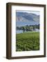 Vineyard and Okanagan Lake at Quails' Gate Winery, Kelowna, Bc, Canada-Michael DeFreitas-Framed Photographic Print