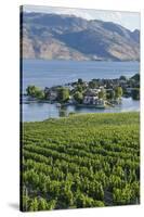 Vineyard and Okanagan Lake at Quails' Gate Winery, Kelowna, Bc, Canada-Michael DeFreitas-Stretched Canvas