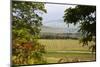 Vineyard and Olive Grove on Rolling Hillside, Tuscany, Italy-Terry Eggers-Mounted Photographic Print