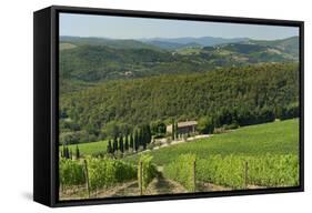 Vineyard and Olive Grove, Pian D'Albola, Radda in Chianti, Siena Province, Tuscany, Italy, Europe-Peter Richardson-Framed Stretched Canvas