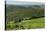 Vineyard and Olive Grove, Pian D'Albola, Radda in Chianti, Siena Province, Tuscany, Italy, Europe-Peter Richardson-Stretched Canvas