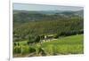 Vineyard and Olive Grove, Pian D'Albola, Radda in Chianti, Siena Province, Tuscany, Italy, Europe-Peter Richardson-Framed Photographic Print