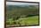 Vineyard and Olive Grove, Pian D'Albola, Radda in Chianti, Siena Province, Tuscany, Italy, Europe-Peter Richardson-Framed Photographic Print