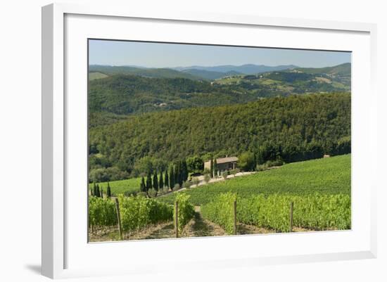 Vineyard and Olive Grove, Pian D'Albola, Radda in Chianti, Siena Province, Tuscany, Italy, Europe-Peter Richardson-Framed Photographic Print