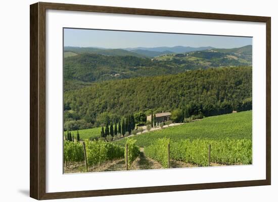 Vineyard and Olive Grove, Pian D'Albola, Radda in Chianti, Siena Province, Tuscany, Italy, Europe-Peter Richardson-Framed Photographic Print