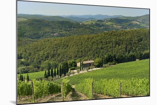 Vineyard and Olive Grove, Pian D'Albola, Radda in Chianti, Siena Province, Tuscany, Italy, Europe-Peter Richardson-Mounted Photographic Print