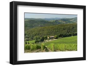 Vineyard and Olive Grove, Pian D'Albola, Radda in Chianti, Siena Province, Tuscany, Italy, Europe-Peter Richardson-Framed Premium Photographic Print