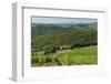 Vineyard and Olive Grove, Pian D'Albola, Radda in Chianti, Siena Province, Tuscany, Italy, Europe-Peter Richardson-Framed Premium Photographic Print