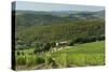 Vineyard and Olive Grove, Pian D'Albola, Radda in Chianti, Siena Province, Tuscany, Italy, Europe-Peter Richardson-Stretched Canvas