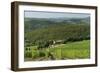 Vineyard and Olive Grove, Pian D'Albola, Radda in Chianti, Siena Province, Tuscany, Italy, Europe-Peter Richardson-Framed Photographic Print