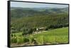 Vineyard and Olive Grove, Pian D'Albola, Radda in Chianti, Siena Province, Tuscany, Italy, Europe-Peter Richardson-Framed Stretched Canvas