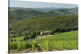 Vineyard and Olive Grove, Pian D'Albola, Radda in Chianti, Siena Province, Tuscany, Italy, Europe-Peter Richardson-Stretched Canvas