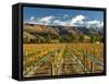 Vineyard and Pisa Range, Cromwell, Central Otago, South Island, New Zealand-David Wall-Framed Stretched Canvas