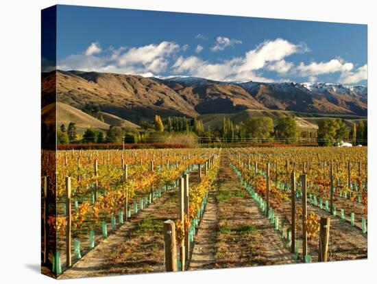 Vineyard and Pisa Range, Cromwell, Central Otago, South Island, New Zealand-David Wall-Stretched Canvas