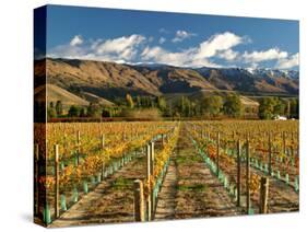 Vineyard and Pisa Range, Cromwell, Central Otago, South Island, New Zealand-David Wall-Stretched Canvas